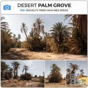 PHOTOBASH – Desert Palm Grove