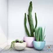 Cactus (max, fbx)