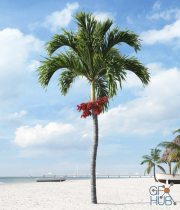 Palm tree Adonidia 03