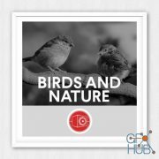Big Room Sound – Birds and Nature