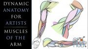 Skillshare – Dynamic Anatomy for Artists – Drawing the Muscles of the Arm