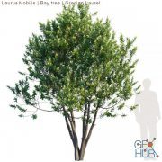 Laurus Bobilis tree (max, fbx)