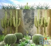 Cactus Plants (max)