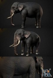 Indian Elephant PBR