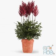 Astilba bush in pot