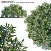 3 shrub of Leucopogon parviflorus