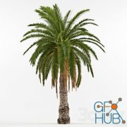 Phenicus Canary / Phoenix Canariensis Palm