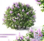 Lilac blooming №2 (Vray, Corona)