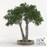 Ficus benjamina tree