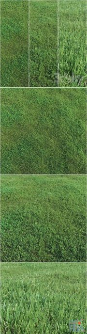 Lawn grass (Vray, Corona)