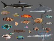 Cubebrush – Low poly Fish Collection Animated Pack 2