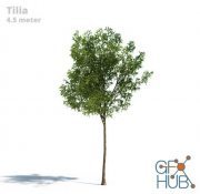 Realistic Tilia tree