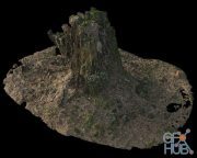 Old tree stump 05 3D-scan