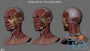 David Bowie Face Anatomy – Ecorche