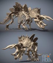 Stegoceratops Skeleton PBR