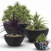 Succulents, dracaena, aloe plant set