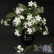 White flowers in a black vase
