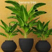 Three banana palms
