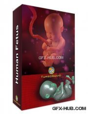 TurboSquid – Human Fetus