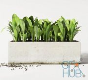 Plants in concrete pot