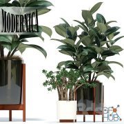 Plants collection in a Modernica pots