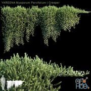 YAREENA Myoporum Parvifolium creeper, 5 module (max, fbx)