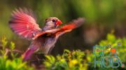 Backyard Bird Photography and Beyond