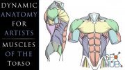Skillshare – Dynamic Anatomy for Artists – Muscles of the Torso