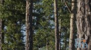 Gumroad – Vertex Trees – Scots Pines Bundle