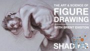 Skillshare – The Art & Science of Figure Drawing: Shading