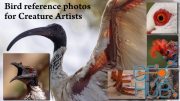 1000+ Bird photos for Creature Artists