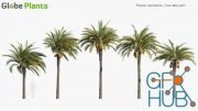 Globe Plants – Phoenix Dactylifera – True Date Palm 3D Models
