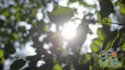 MotionArray – Sun Flare Between Green Leaves 815913