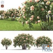 Rose bush (Vray, Corona)