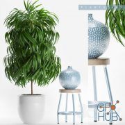Ficus and blue vase