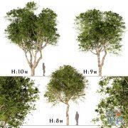 Set of Broad Leaved Paperbark Trees (Melaleuca Quinquenervia) (3 Trees)