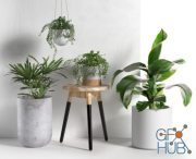 CGTrader – Stool and Pots with Plants 3D model