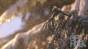MotionArray – Frozen Coniferous Branch On A Snowy... 639097