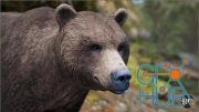 Unreal Engine – Animalia - Brown Bear (male)