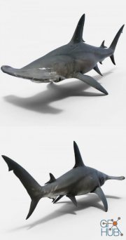 Hammerhead Shark (max, fbx, obj)
