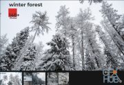 ArtStation Marketplace – Winter Forest. Environment Refrence Pictures.