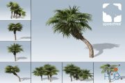 Unity Asset – Chinese Fan Palm Package