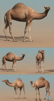 Camel Rigged