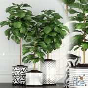 Ficus lyrata plants collection