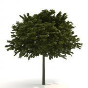 Maple Acer platanoides