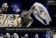 ArtStation Marketplace – Museum Bones & Insects Reference Pack