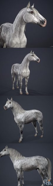 Andalusian horse PBR