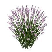 Small bush of lavender