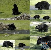 New Masters Academy – Artist Reference Image – Black Bear