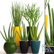 Plants in pots with sansevieria